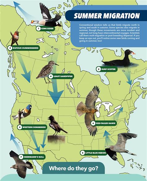 Spring bird migration is here: what to look for and how to help
